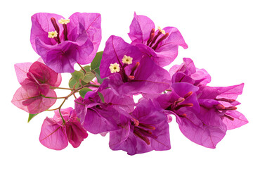 Vivid purple bougainvillea flowers blooming against a striking transparent background isolated