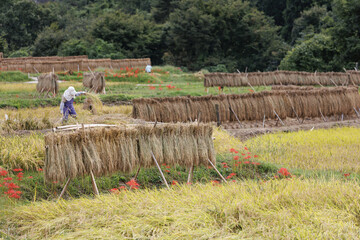 収穫の時期、稲を干す作業が忙しい
