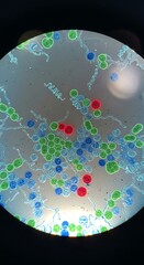 Microscopic view reveals a vibrant array of colored microorganisms, exhibiting diverse shapes and sizes, against a light gray background.