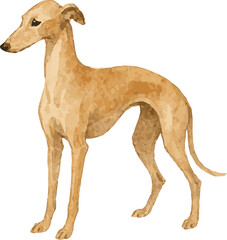 Vector adorable watercolor illustration of a sighthound dog