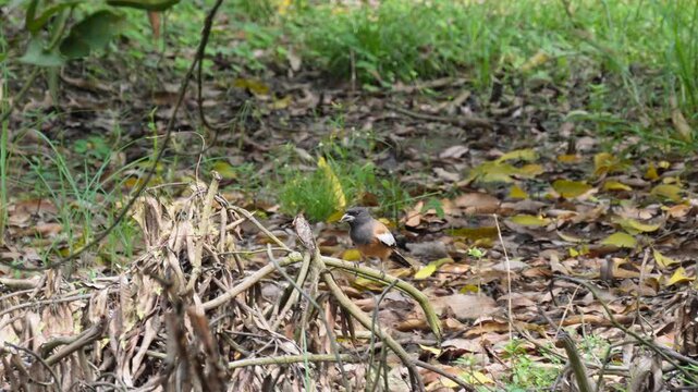 Daurian redstart bird foraging among dry leaves and forest ground foliage
