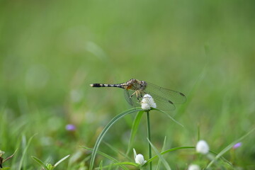 Diplacodes trivialis dragonfly. It is a species of dragonfly in the family Libellulidae. It is small dragonfly with bluish eyes. Its other names chalky percher and  ground skimmer. 
