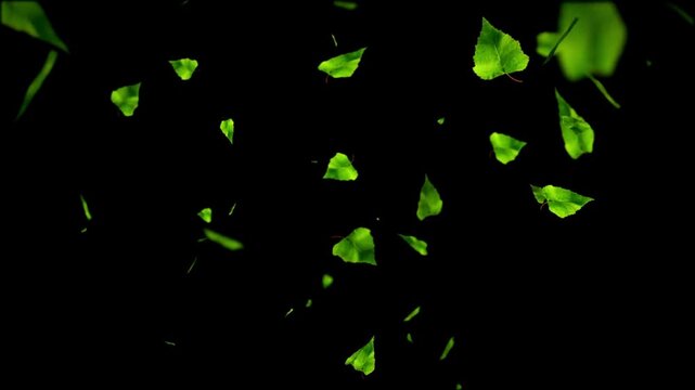 grenn leaf falling on black background Autumn Colorful autumn leaves falling motion graphics Loop autumn tree leaves falling down in a par