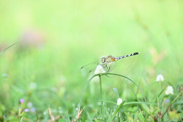 Diplacodes trivialis dragonfly. It is a species of dragonfly in the family Libellulidae. It is small dragonfly with bluish eyes. Its other names chalky percher and  ground skimmer. 
