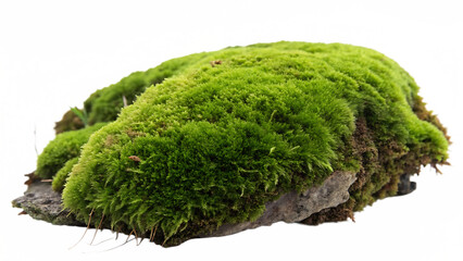 Green moss clump with dense velvet texture isolated on a transparent background nature