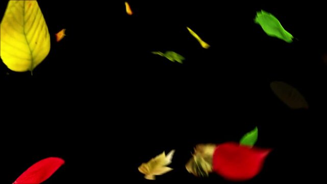 Beautiful autumn colored on black with falling leaves or background and easy to change color 4K backgrounds abstract