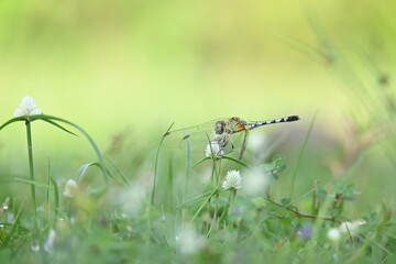 Diplacodes trivialis dragonfly. It is a species of dragonfly in the family Libellulidae. It is small dragonfly with bluish eyes. Its other names chalky percher and  ground skimmer. 
