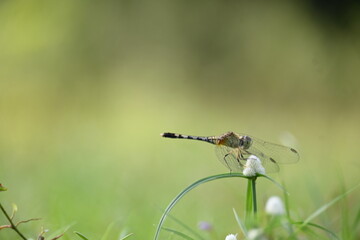 Diplacodes trivialis dragonfly. It is a species of dragonfly in the family Libellulidae. It is small dragonfly with bluish eyes. Its other names chalky percher and  ground skimmer. 
