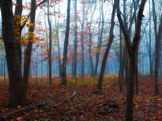 Moody forest with fallen leaves in the fog. Atmospheric autumn woods. Mysterious place. Mystical landscape.