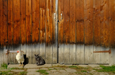 A weathered wooden barn door frames a white chicken and a gray cat outside a rural barnyard. Sunlight highlights the plank textures, creating a calm, rustic countryside moment.