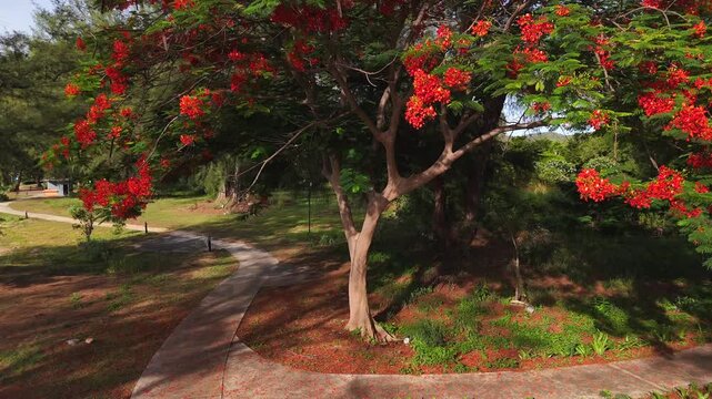 Royal Poinciana tree with red flowers in tropical park during summer season