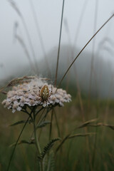 spider on a flower © Paolo