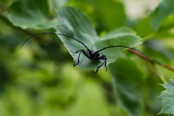 The photo shows an insect with long antennae sitting on a branch