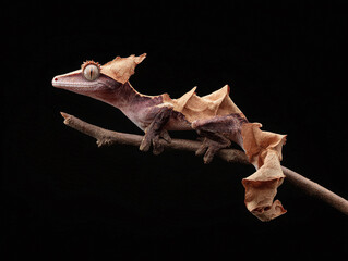 Fototapeta premium Intriguing gecko portrait on black. Crested reptile with unique camouflage. Perfect for nature, science, or exotic pet themes. Symbolizes adaptation, survival.