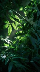 Sunlight Filtering Through Lush Green Leaves Creating a Tranquil Nature Scene in a Forest Environment