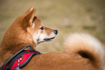 落ち着いた表情の豆柴ポートレート / Calm Portrait of a Shiba Inu Puppy