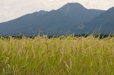 収穫の秋　妙高山をバックに実る稲穂