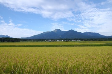 コメの実る田んぼ　秋空と妙高山