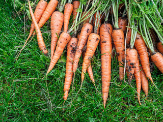 Freshly harvested carrots on grass