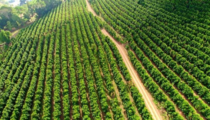 Aerial view of a coffee plantation