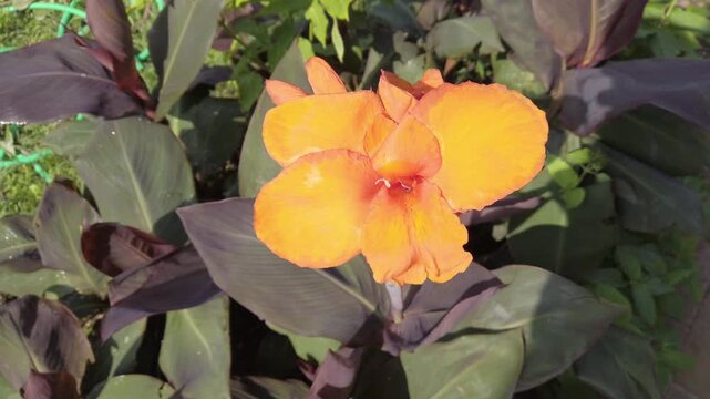 Close-up on a beautiful orange colored flower of a type of canna indica