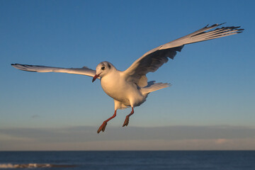 Black headed Gull, Larus ridibundus, adult winter plumage bird in flight