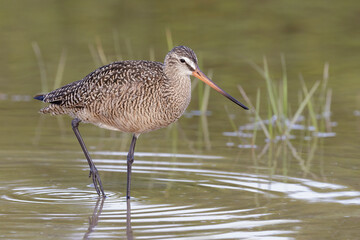 Marbled Godwit, Limosa fedoa, adult north american migrant walking