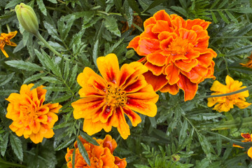 Bright marigold flowers bloom in a garden, showcasing vibrant colors and lush green leaves during springtime growth