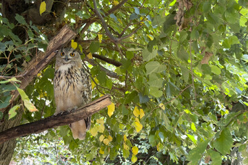 Owl perched calmly on a branch amidst green leaves in a serene forest