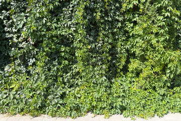 Lush green wall covered in vibrant foliage in a sunny urban area