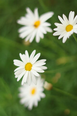 Fototapeta premium Soft-focus close-up of white daisies with yellow centers blooming on a lush green meadow. The photo captures the delicate beauty and simplicity of wildflowers in natural light, evoking a peaceful