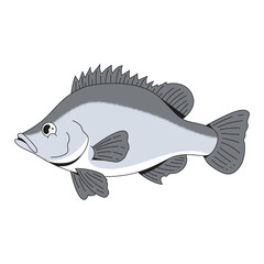 Silver perch fish sea animal cartoon icon illustration