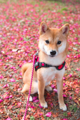 柴犬と春の色彩 / Shiba Inu Puppy and the Colors of Spring