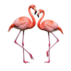 Obraz premium Two flamingos form heart shape, beautiful symbol of love, romantic animal love. 