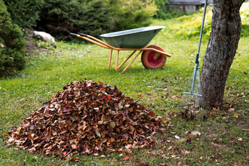 A pile of autumn leaves, a rake, and a garden wheelbarrow in the garden. In autumn, people clean...