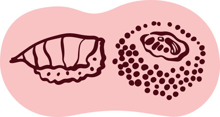 Sushi japanese food logo for sushi restaurant or delivery. Hand drawn elements for menu design, vector colorful illustration collection.	