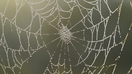 Delicate dew drops clinging to intricate spiderweb threads in morning light create a mesmerizing natural spectacle, ideal for nature documentaries - Powered by Adobe