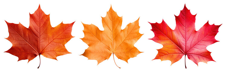PNG Vibrant autumn maple leaves trio, element set on transparent background