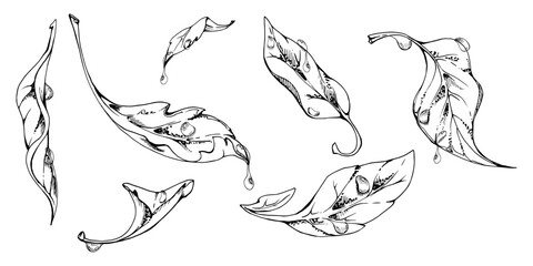 plant leaves of flower, bush tree with water drops hand drawn vector ink, lilac poplar elm pear apple cherry. Isolated botanical illustration set. Wedding, florist shop, scrapbooking, cosmetics