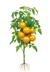Young tomato plant, vibrant deep green leaves, glossy yellow tomatoes, detailed roots, isolated on transparent studio background with copy space. Concept of fresh organic produce