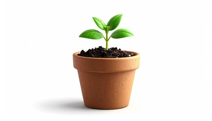 Young Plant in Terracotta Pot on White Background
