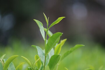 日本茶　お茶畑　秋の風景