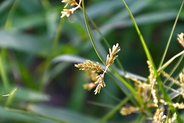 コゴメガヤツリ