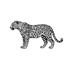 Majestic leopard standing side profile detailed black and white outline art silhouette