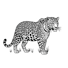 Majestic jaguar prowling gracefully through tall grass detailed outline drawing silhouette