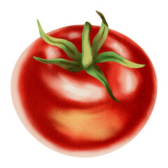 Fresh tomato, watercolor isolated on white background.
Hand-drawn watercolor on white background. Vegetables. Ideal for brand packaging design, corporate identity, eco-products, agriculture, menu