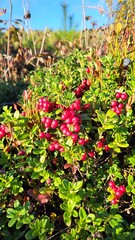 Fototapeta premium lingonberry plants, red berries 