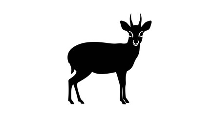 Silhouette of a dik-dik antelope with small horns standing still in clear studio lighting