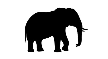 Fototapeta premium Majestic african elephant silhouette roaming wild animal nature wildlife mammal