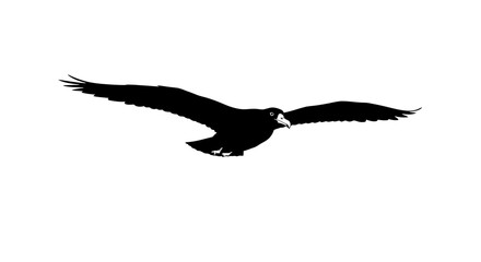 Majestic osprey soars through the sky capturing the essence of wild freedom